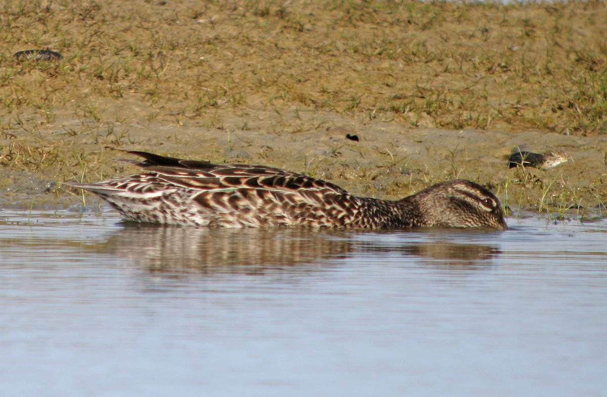 Green-winged Teal - ML139939671