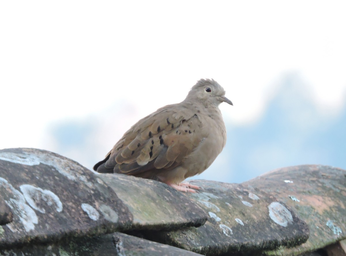 Plain-breasted Ground Dove - Allen Lewis