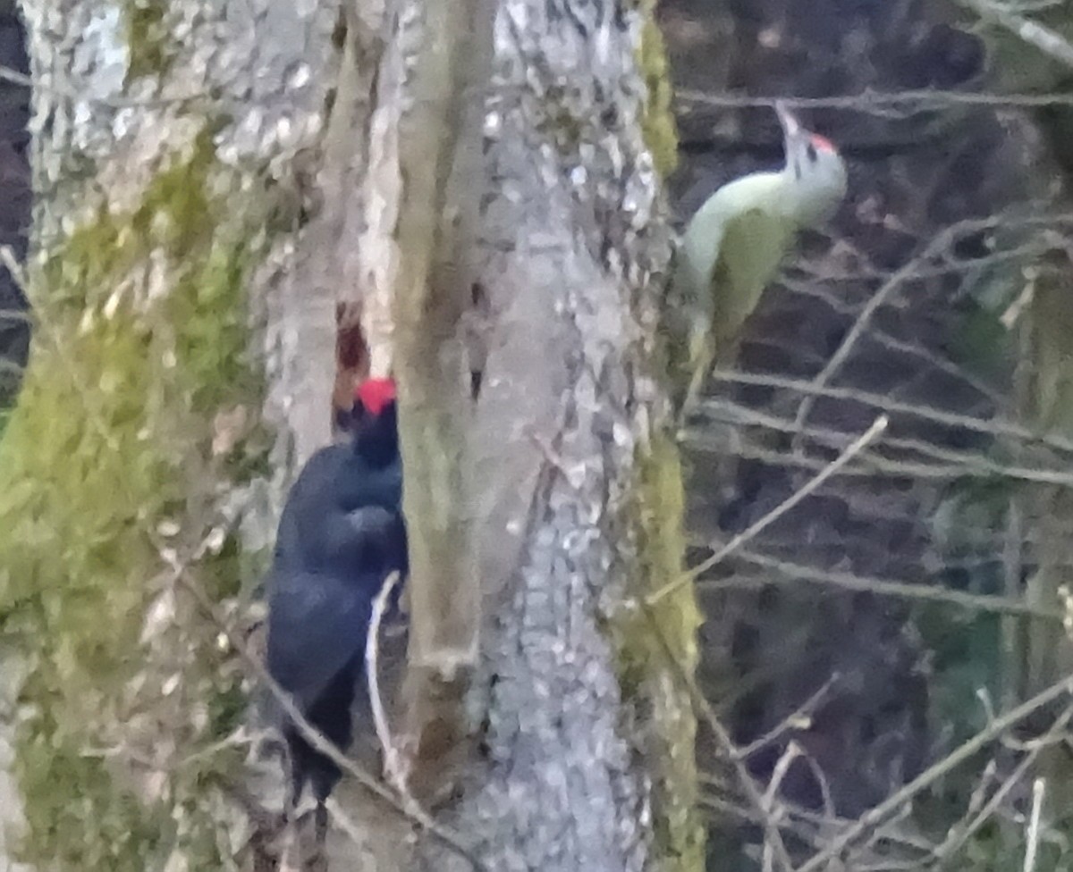 Gray-headed Woodpecker - ML139940591