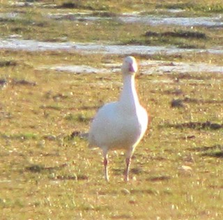 Snow Goose, ML139942551