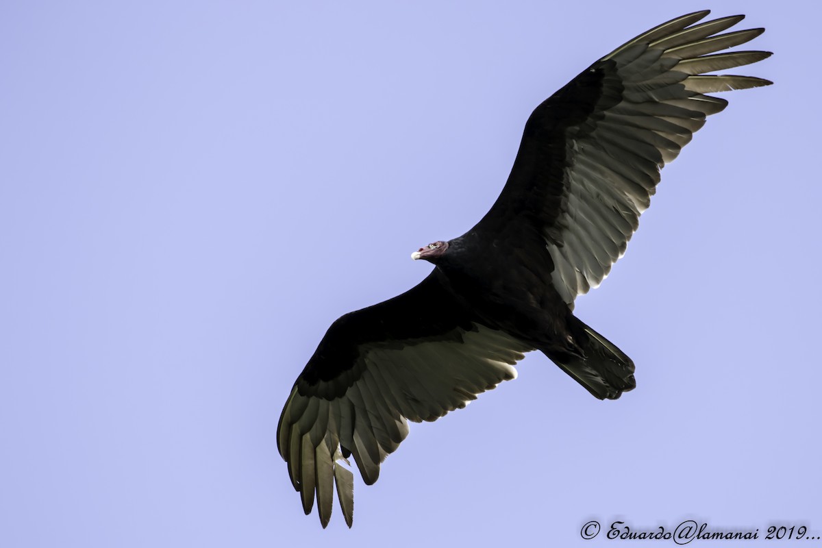 Turkey Vulture - Jorge Eduardo Ruano