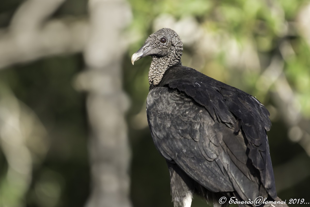 Black Vulture - Jorge Eduardo Ruano
