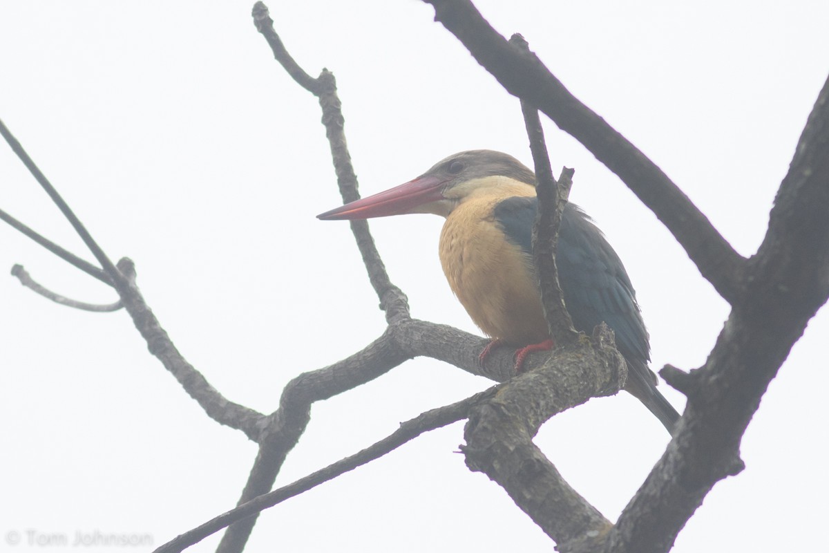 Stork-billed Kingfisher - ML139946951