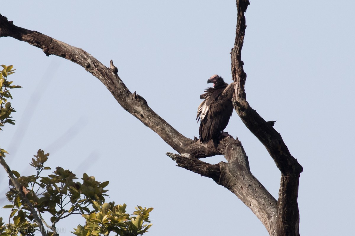 Red-headed Vulture - ML139947791