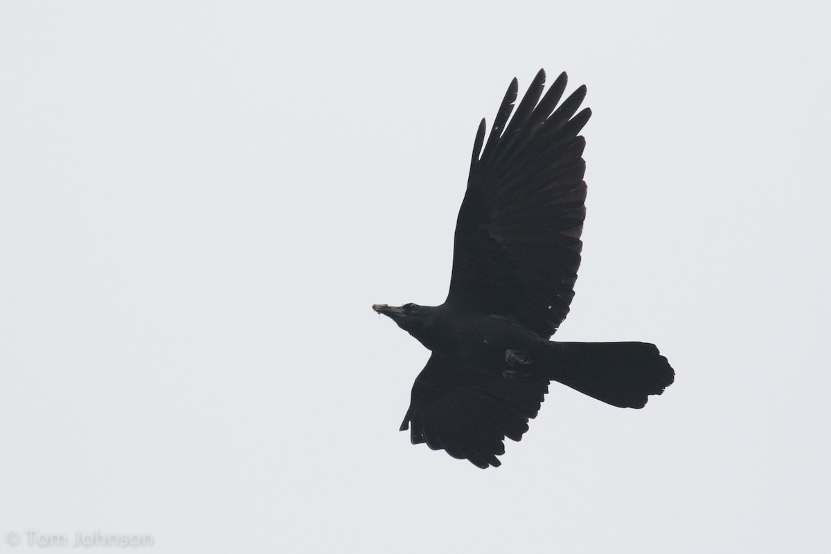 Large-billed Crow (Large-billed) - Tom Johnson