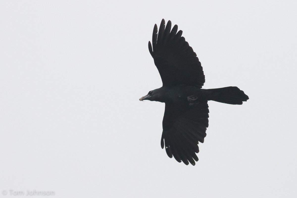 Large-billed Crow (Large-billed) - ML139950481