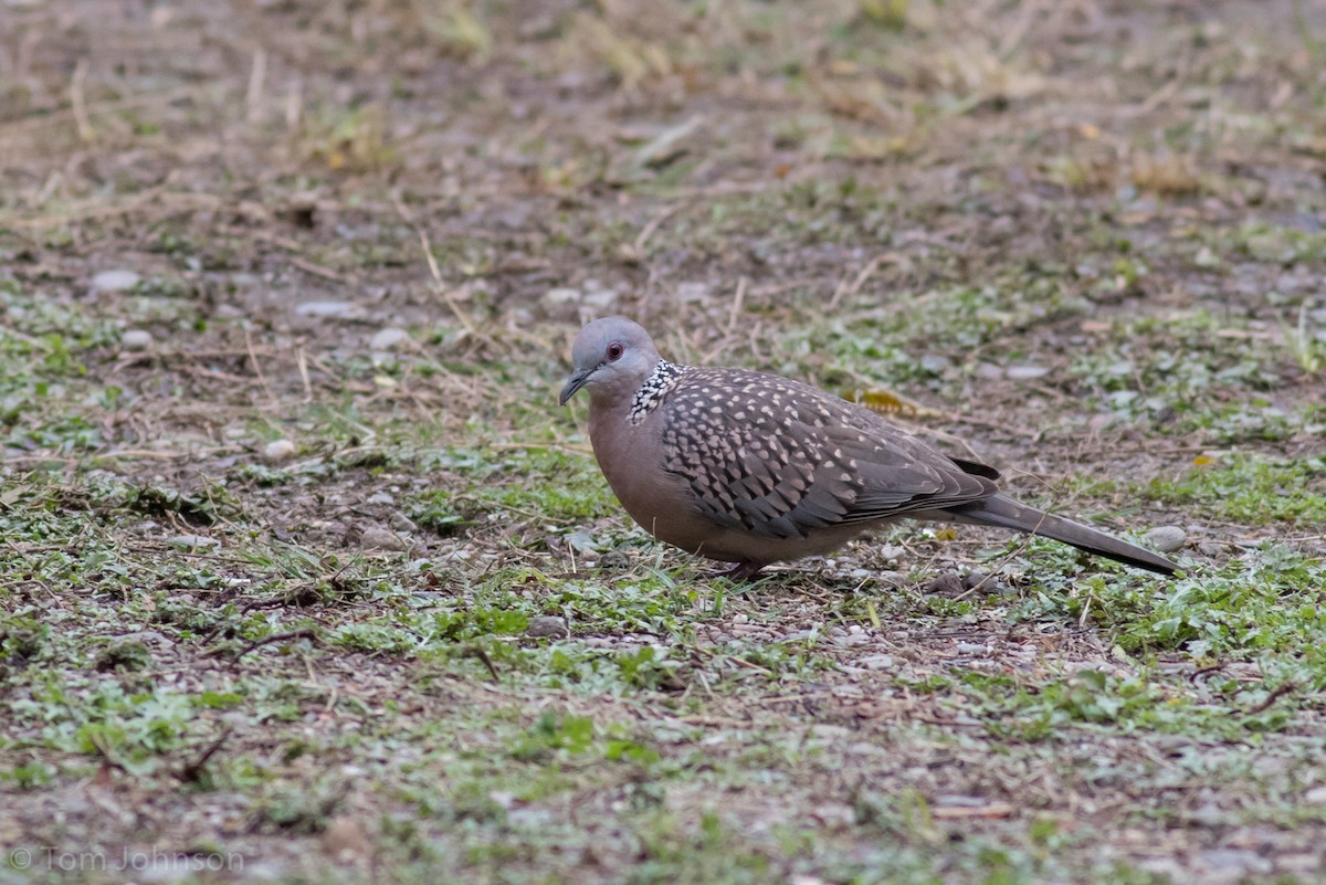 Spotted Dove - Tom Johnson