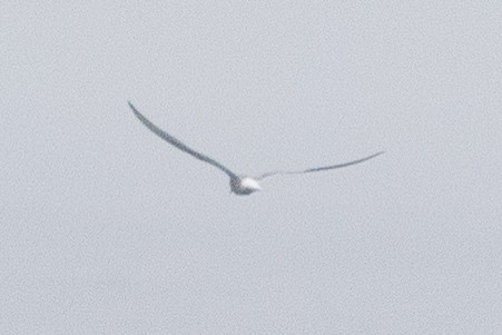 Arctic Tern - ML139953501