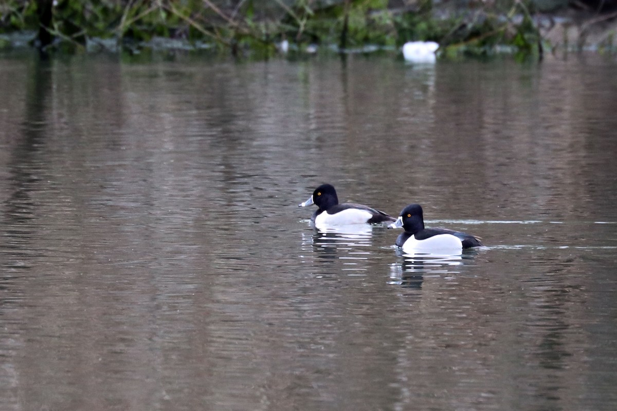 Ring-necked Duck - Colin Sumrall