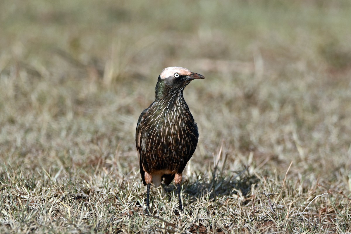 White-crowned Starling - ML139955621