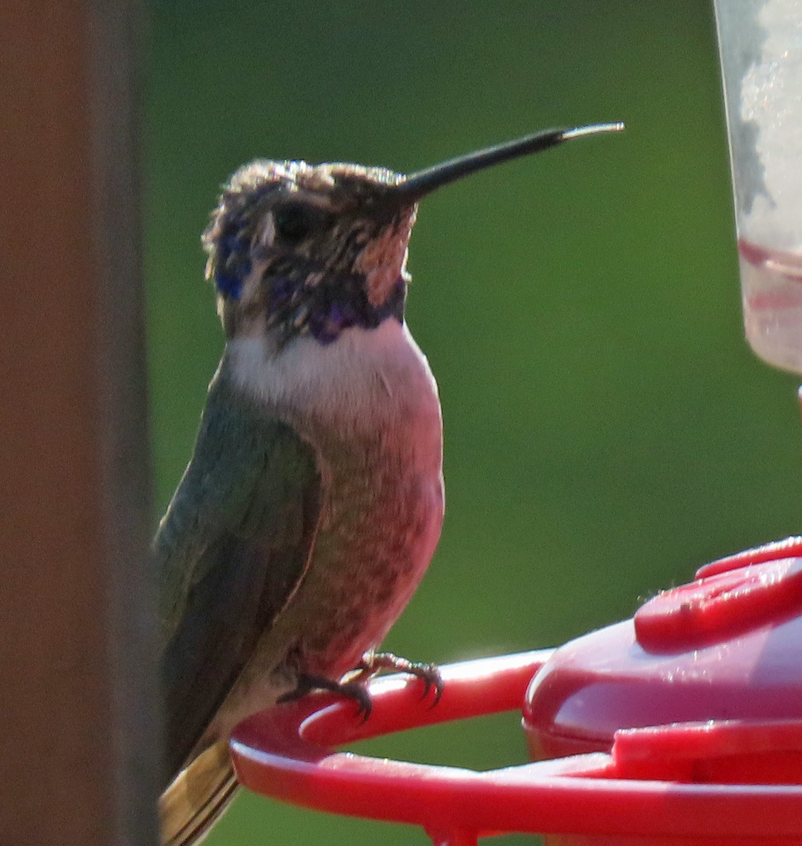 Costa's Hummingbird - Jeri Edwards