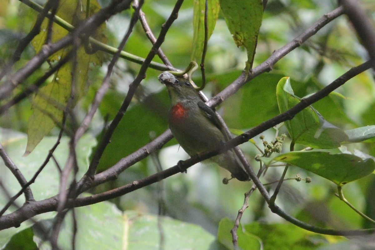 Olive-crowned Flowerpecker - Cathy Pasterczyk