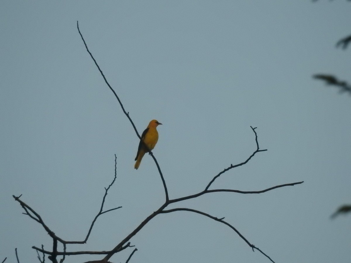 Indian Golden Oriole - ML139956501