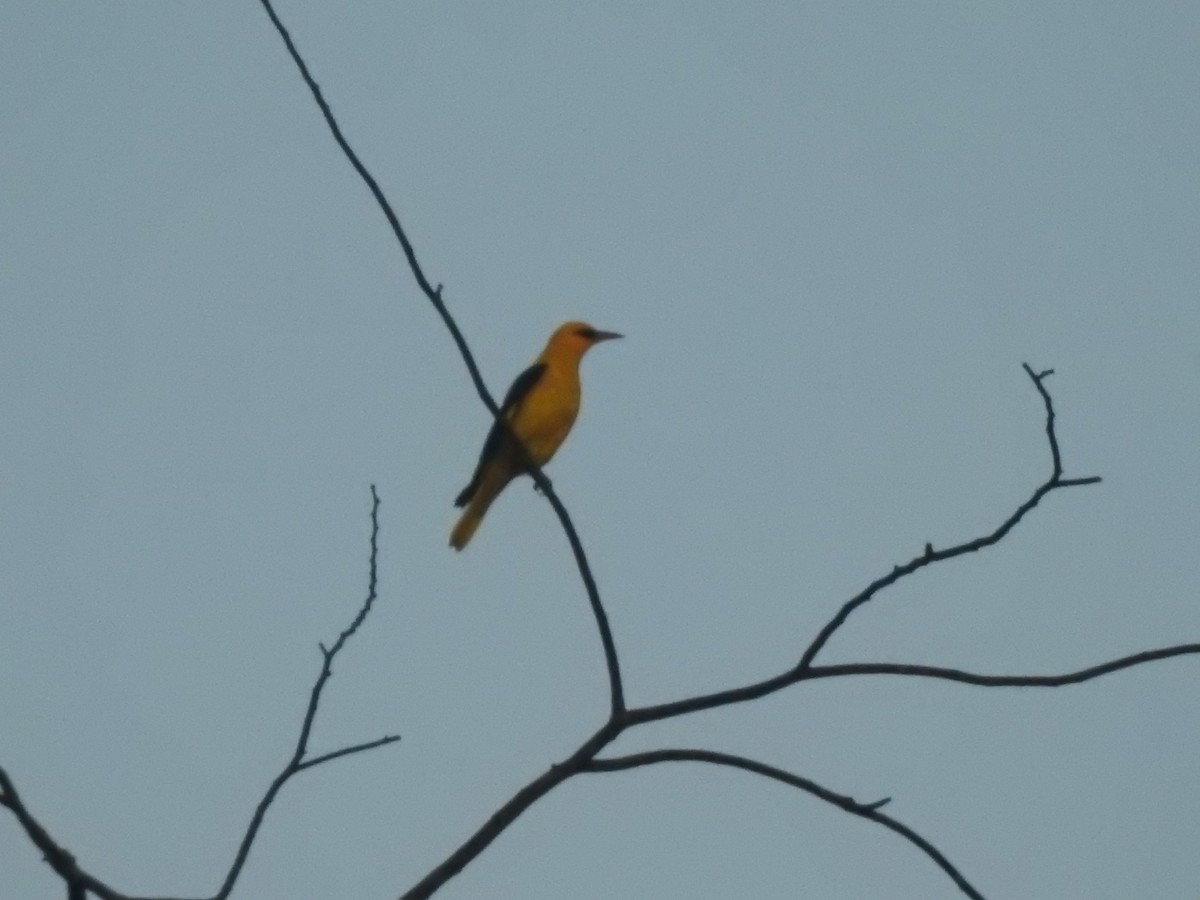 Indian Golden Oriole - ML139956551