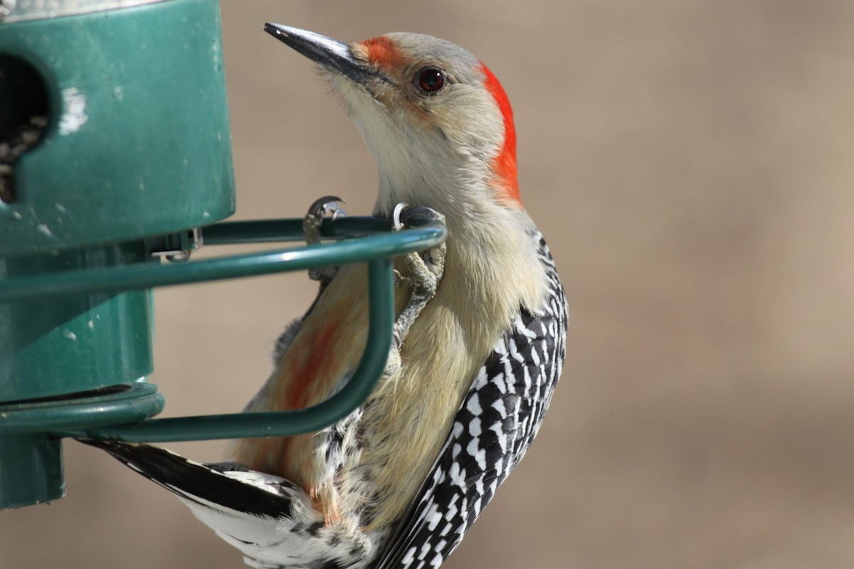 Red-bellied Woodpecker - Margaret Viens