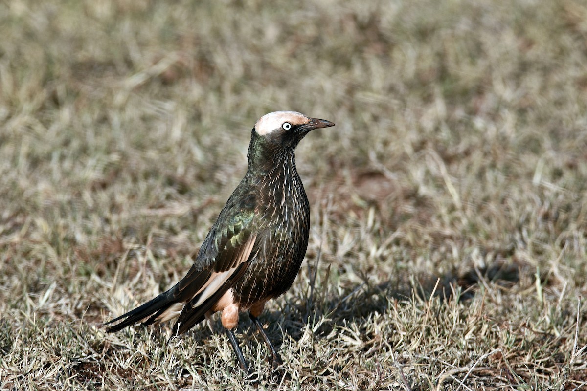 White-crowned Starling - ML139958121