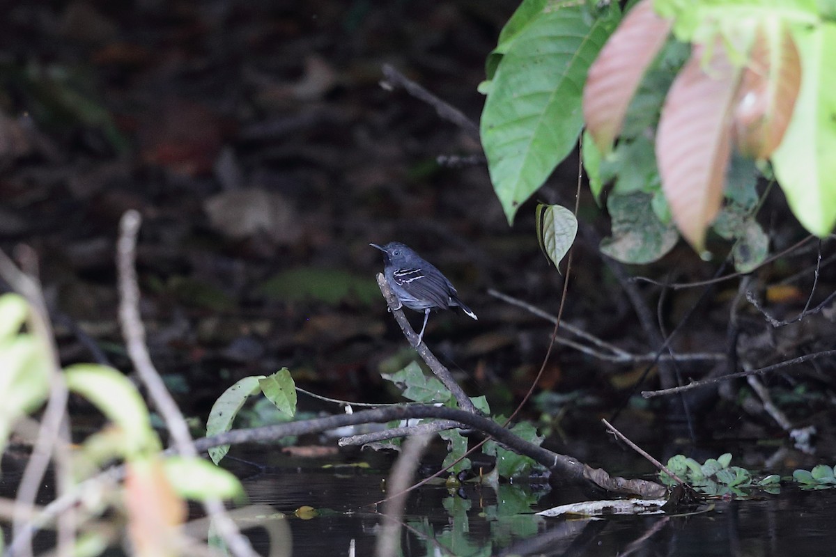 Band-tailed Antbird - Jon Irvine