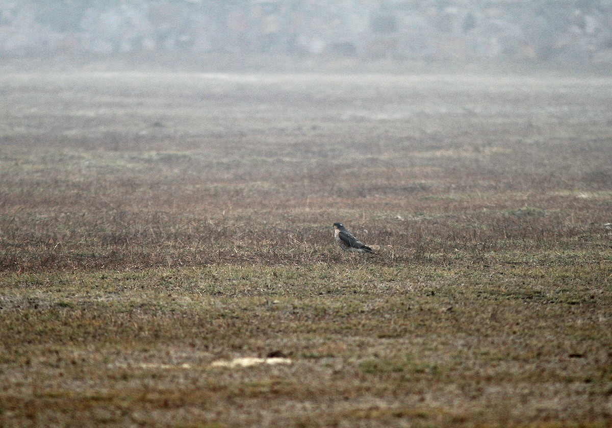 Eurasian Sparrowhawk - PANKAJ GUPTA