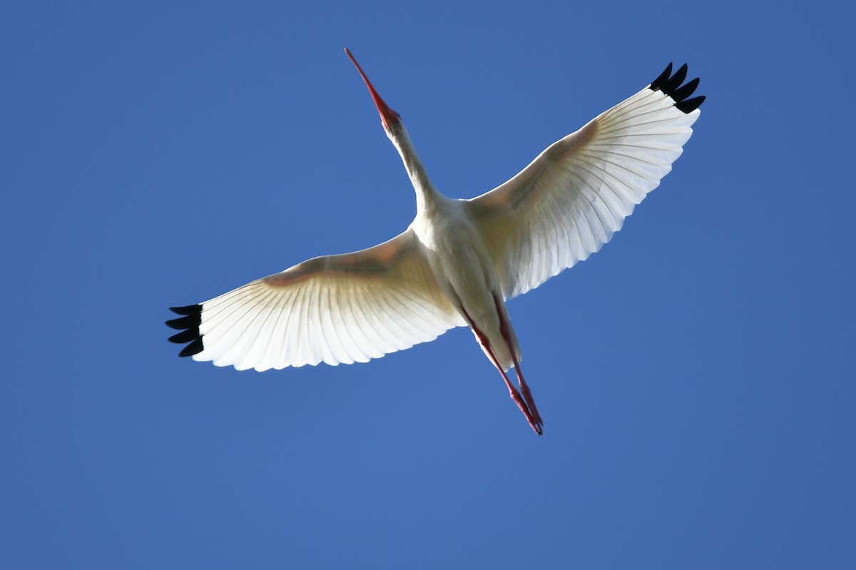 White Ibis - frank danker