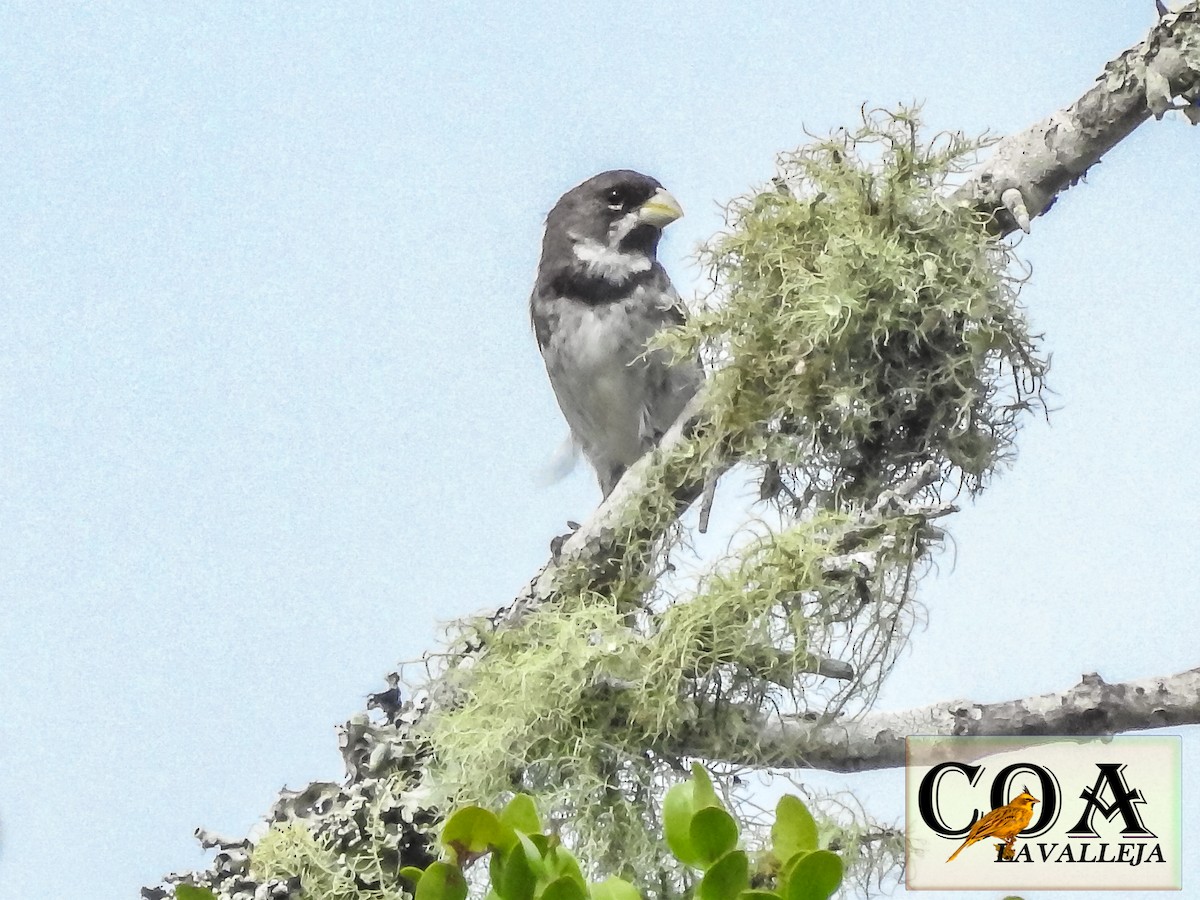 Double-collared Seedeater - Amed Hernández