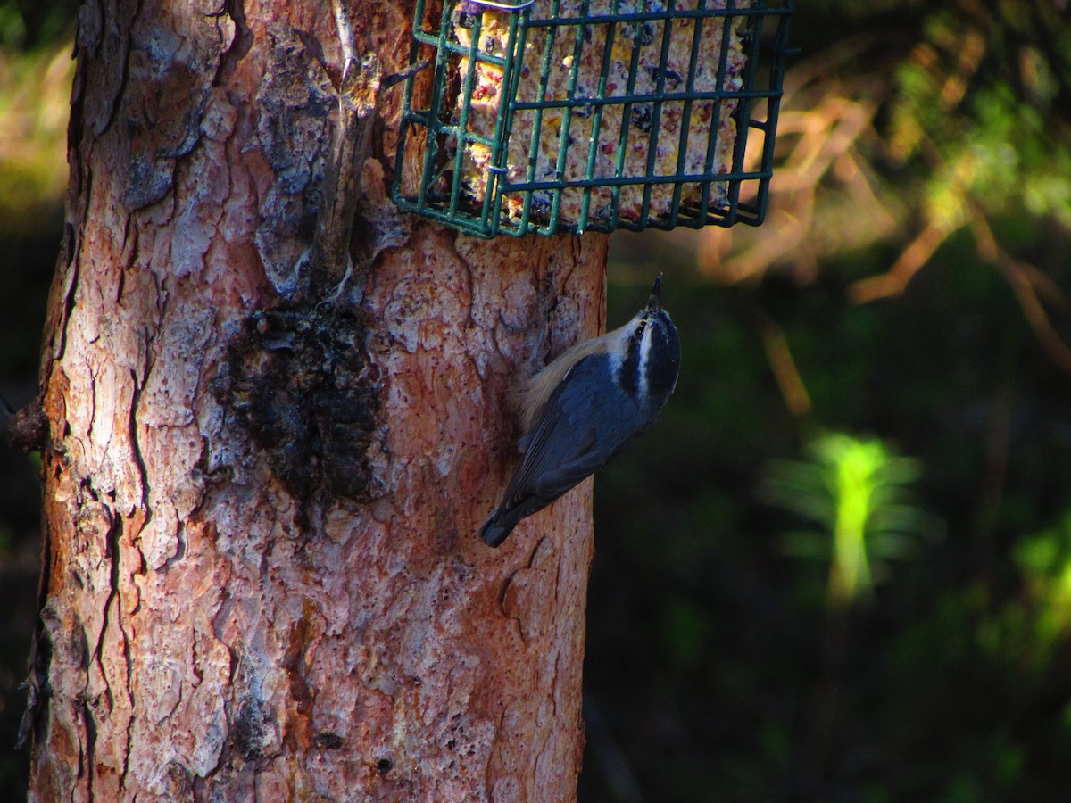 Red-breasted Nuthatch - ML139965011