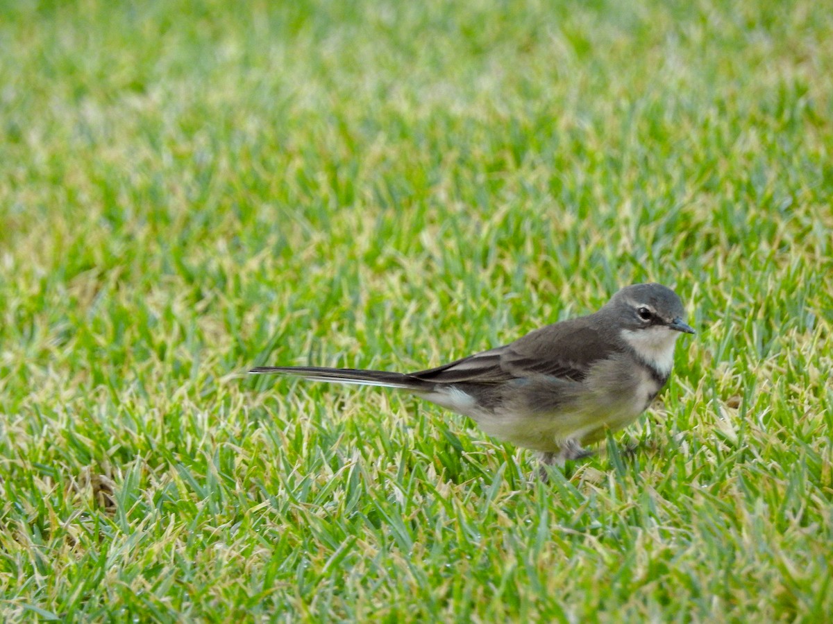 Cape Wagtail - ML139965041