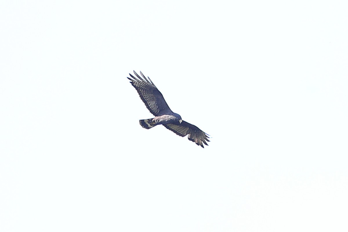 Zone-tailed Hawk - Jon Irvine