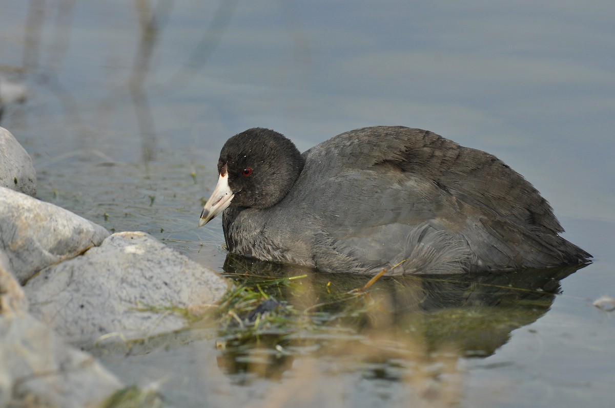 American Coot (Red-shielded) - Ryan O'Donnell