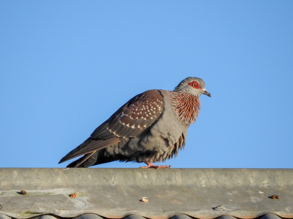 Speckled Pigeon - ML139966411