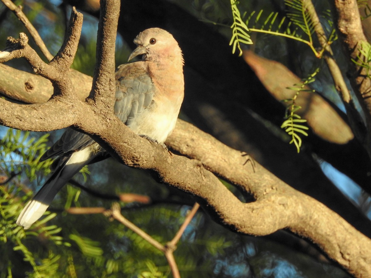 Laughing Dove - ML139967361