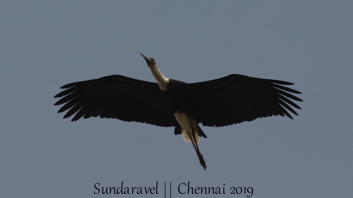 Asian Woolly-necked Stork - Sundar Palanivelu