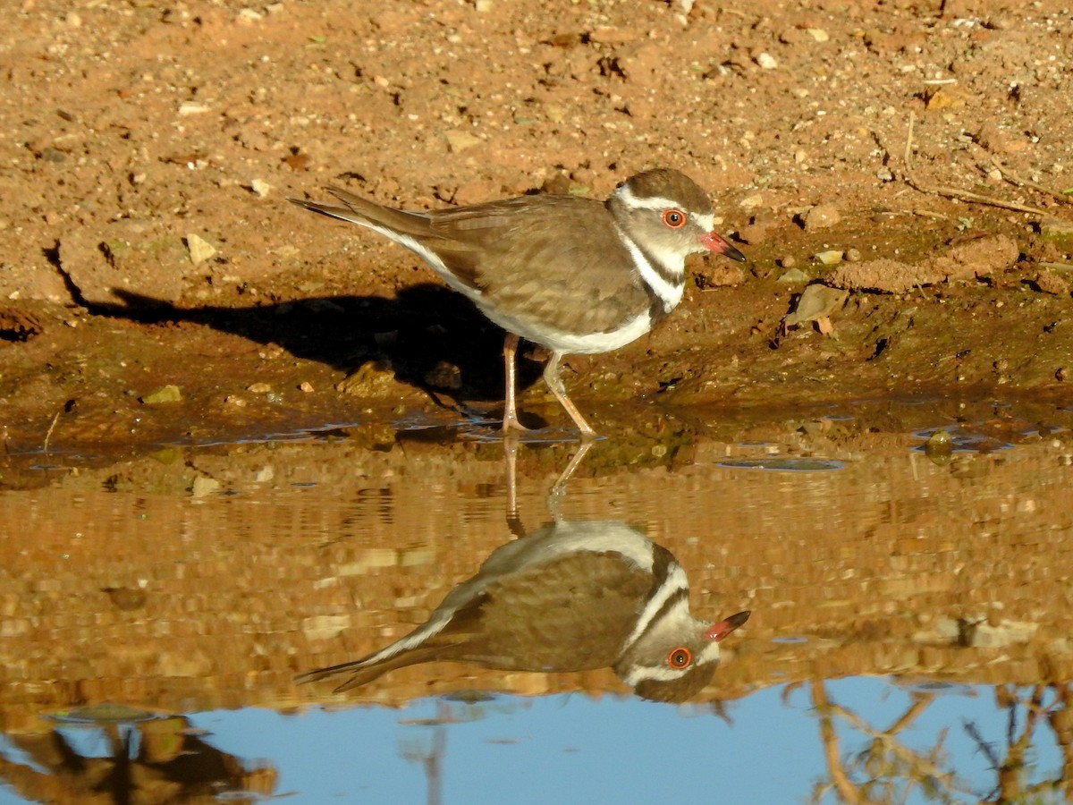 Three-banded Plover - ML139968191