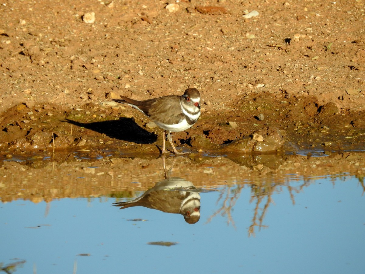Three-banded Plover - ML139968691