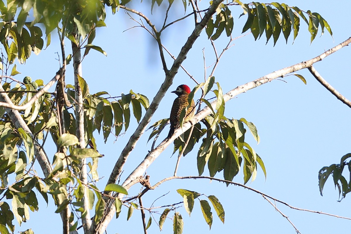 Spot-breasted Woodpecker - Jon Irvine