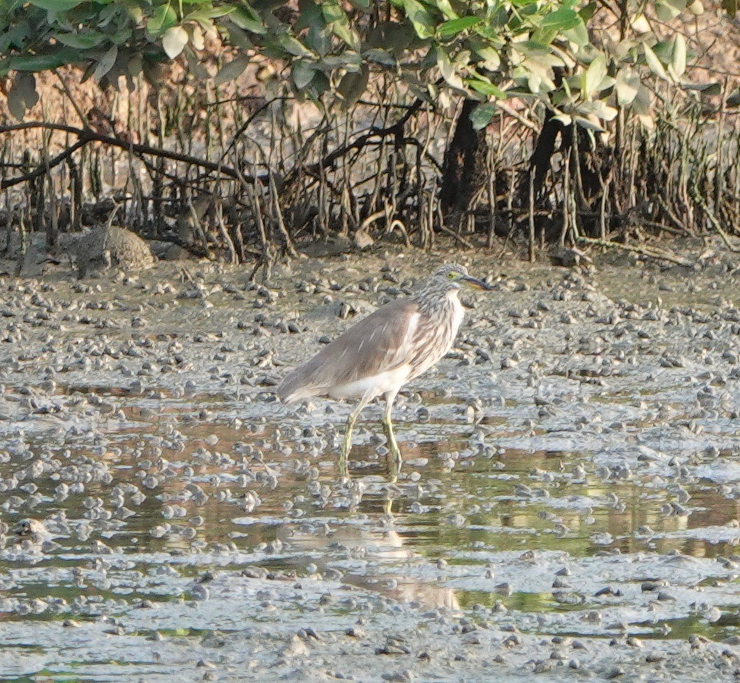 Chinese Pond-Heron - Ram Gopalakrishnan