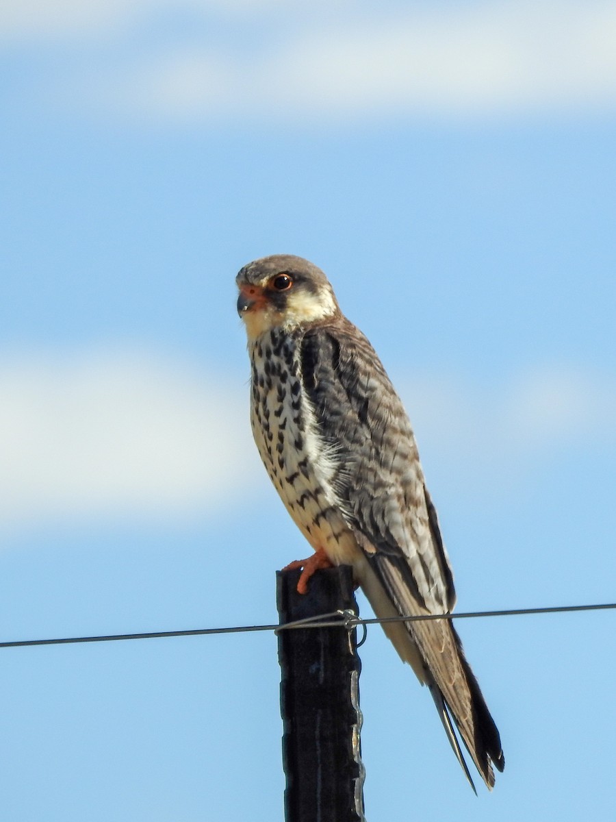 Amur Falcon - Samuel Burckhardt