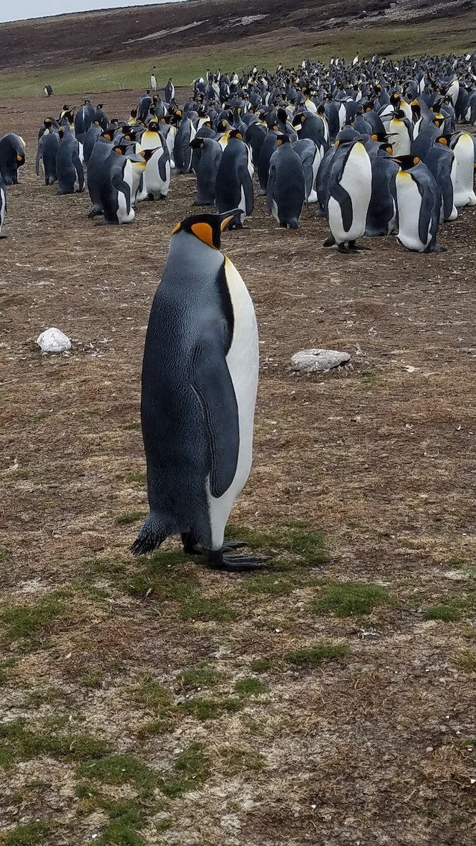 Королевский пингвин - ML139970371