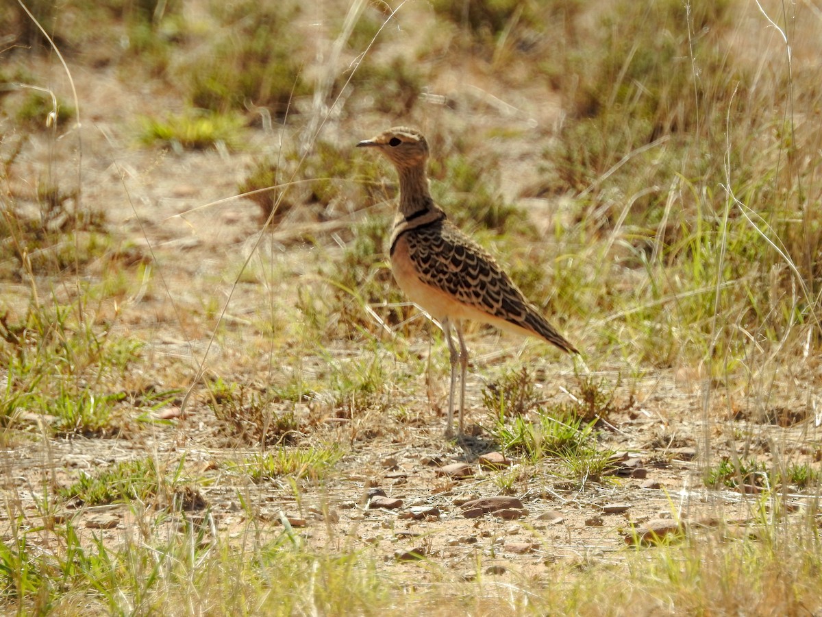 Double-banded Courser - ML139970601