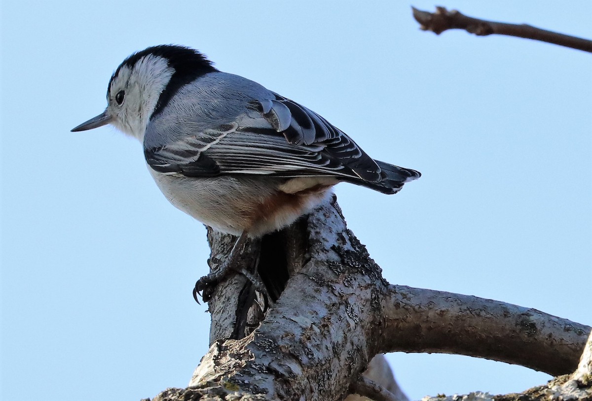 White-breasted Nuthatch - Evan Pannkuk