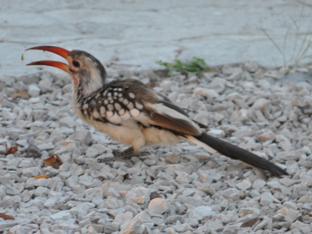 Southern x Damara Red-billed Hornbill (hybrid) - Fernando Nunes