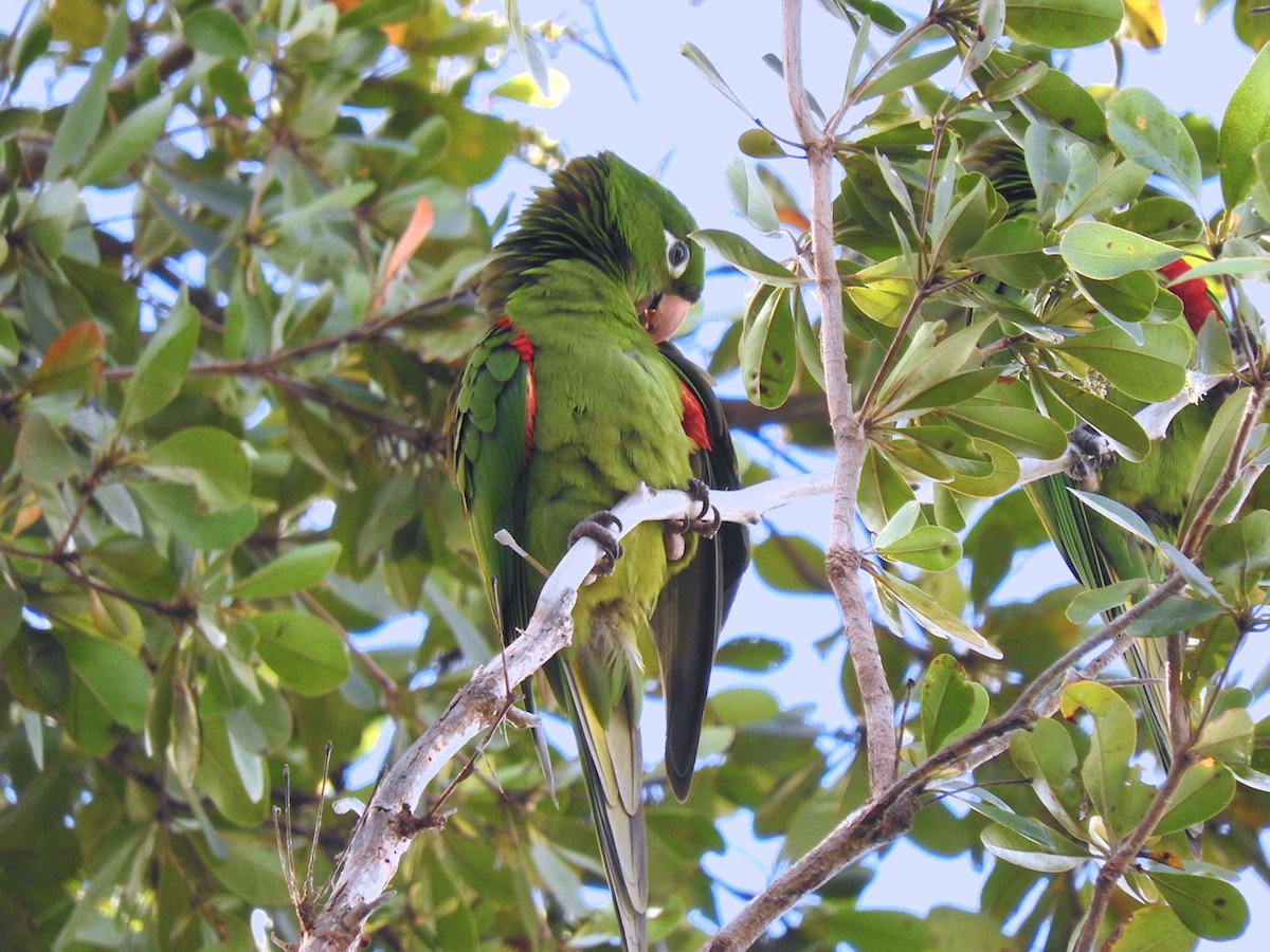 Hispaniolan Parakeet - Gillian Mastromatteo