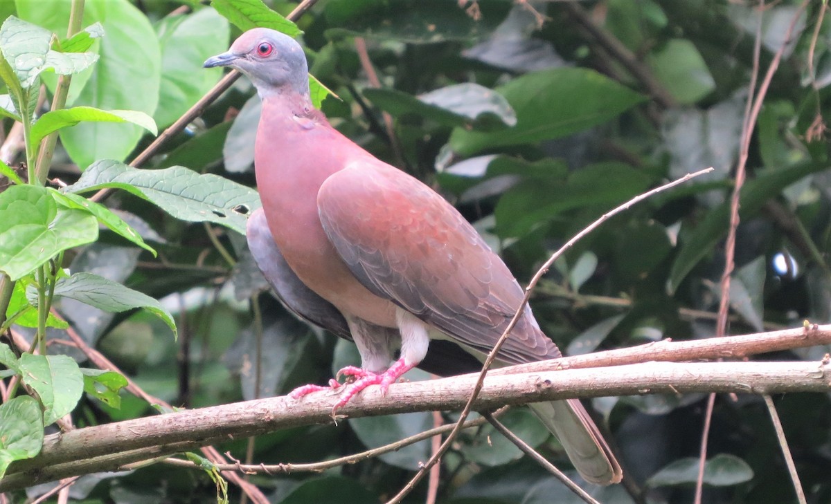 Pale-vented Pigeon - Vivek Govind Kumar