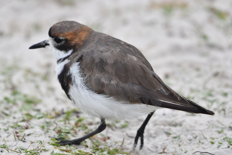 Two-banded Plover - ML139972851