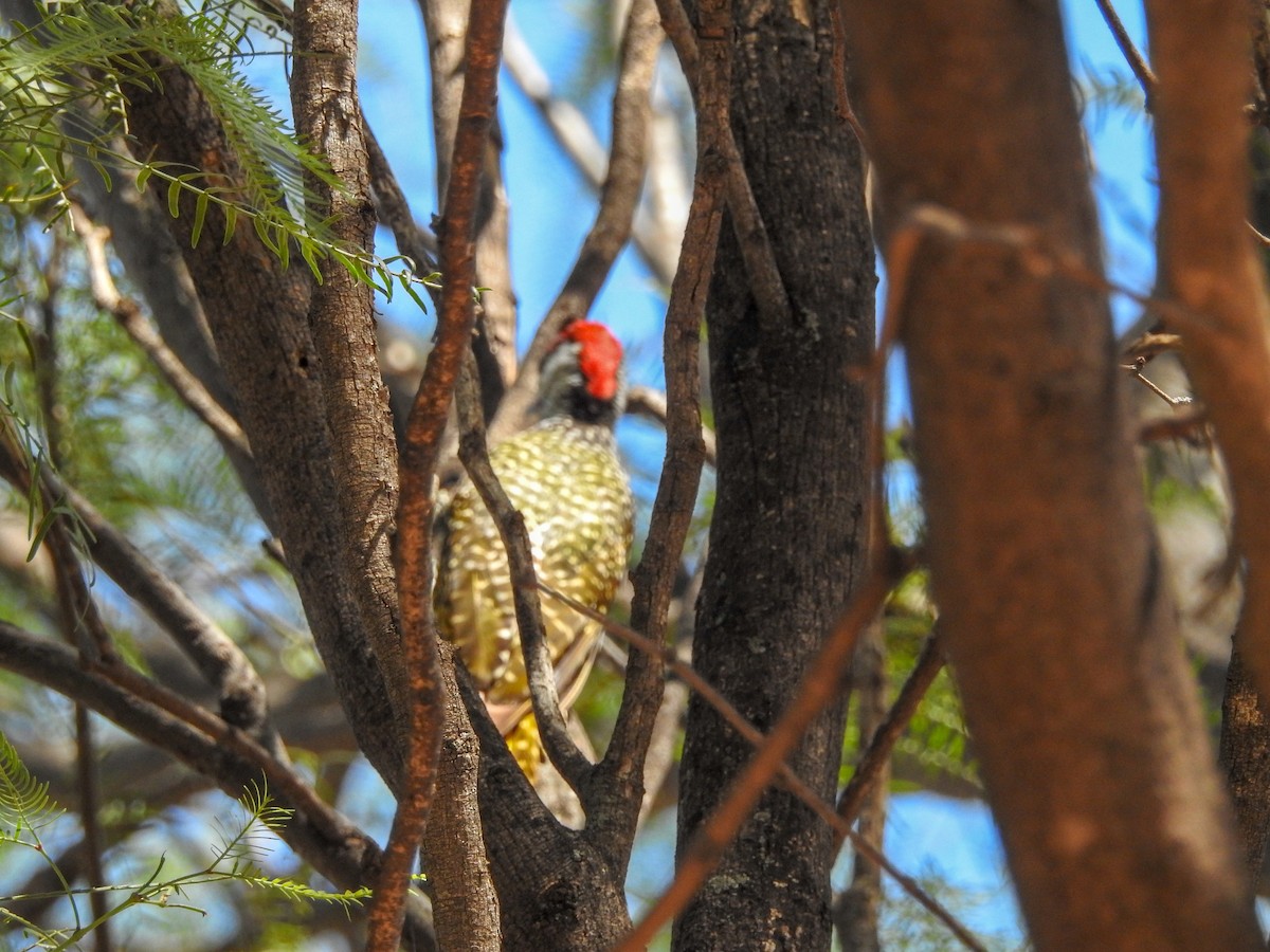Golden-tailed Woodpecker - ML139973011