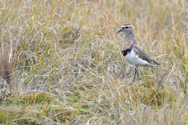 Rufous-chested Dotterel - ML139973521