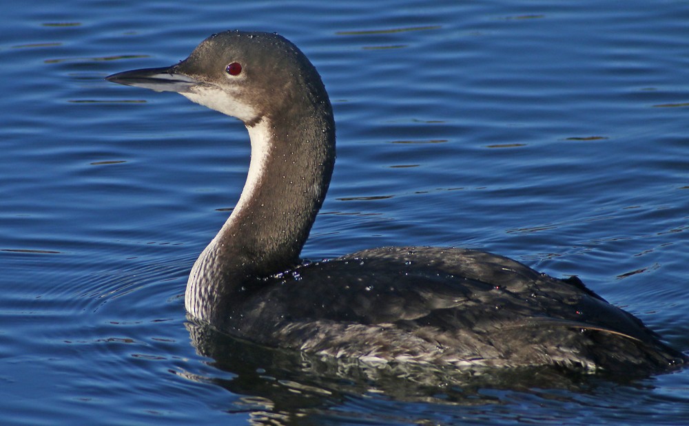 Pacific Loon - Corey Finger