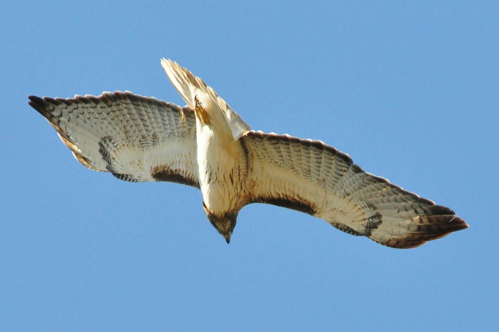 Red-tailed Hawk - Troy Hibbitts