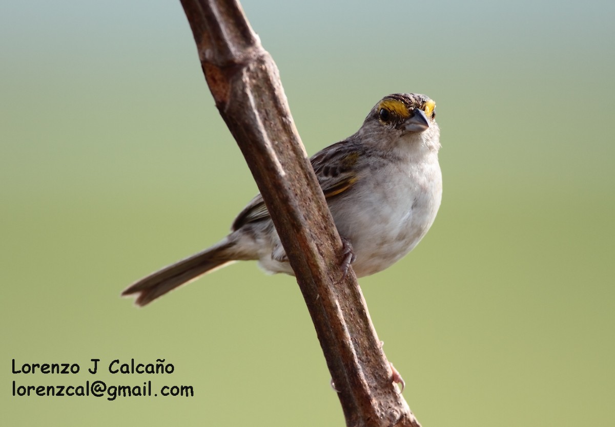 Yellow-browed Sparrow - Lorenzo Calcaño