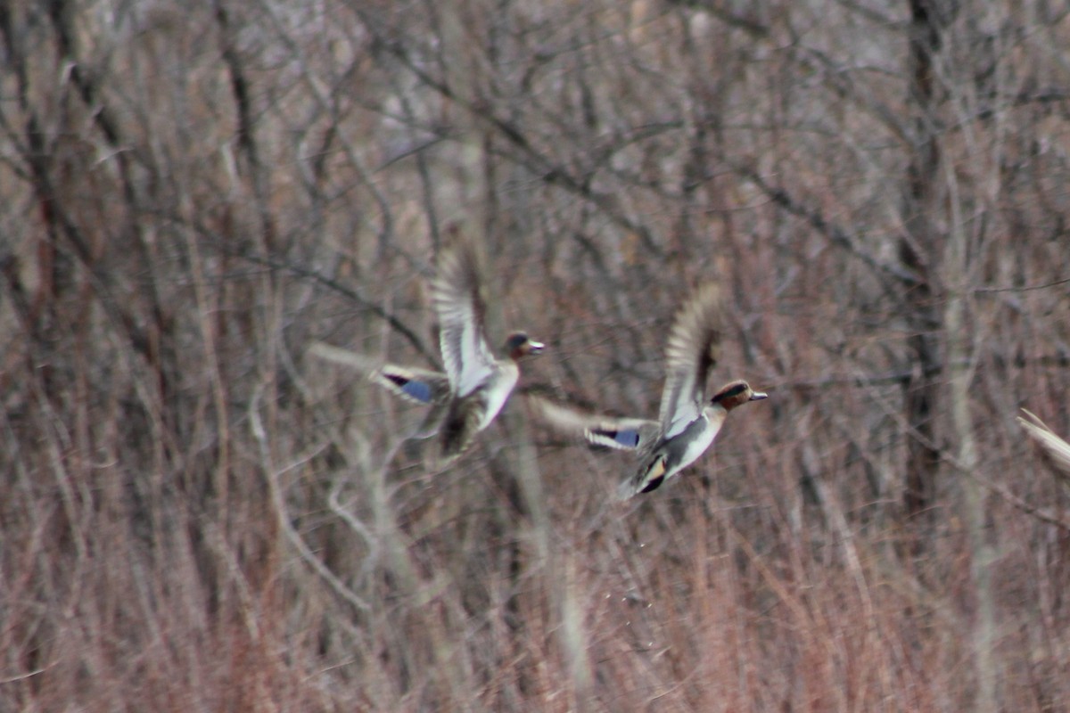 Green-winged Teal - ML139978111