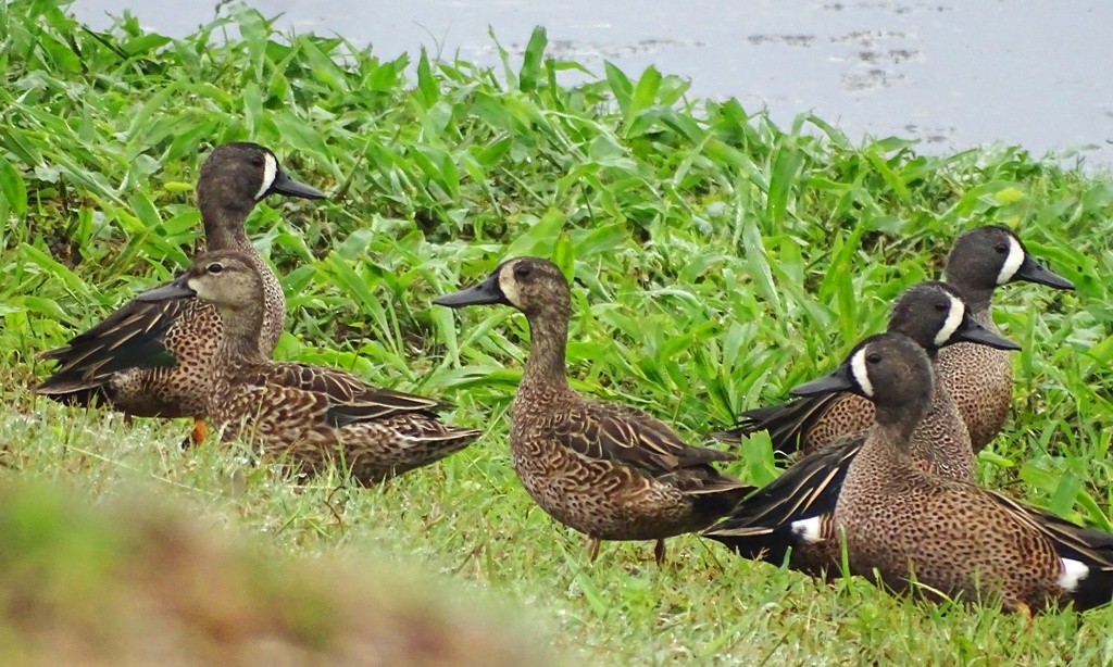 Blue-winged Teal - ML139978271